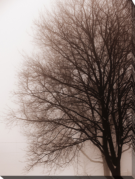 Foggy Trees